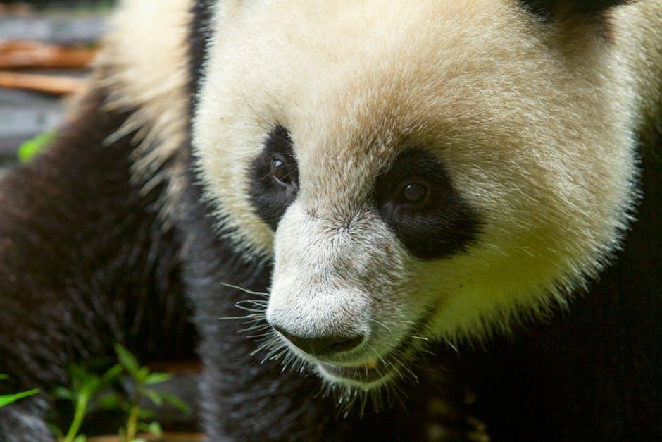 Understanding the ⁤Protein Content⁢ of ⁤Panda Express chicken Dishes